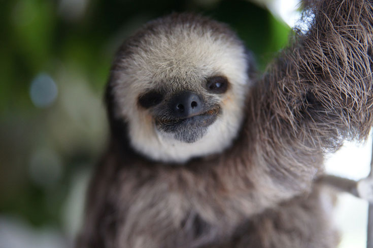 Cuteness Overload - 200 Sloth saved by Monique Pool (5)