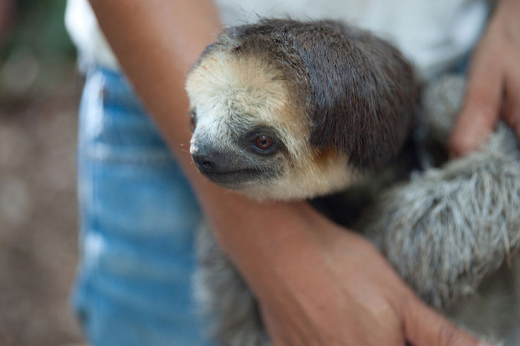 Cuteness Overload - 200 Sloth saved by Monique Pool (6)