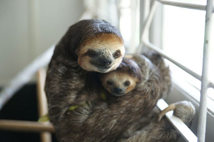Cuteness Overload - 200 Sloth saved by Monique Pool (7)