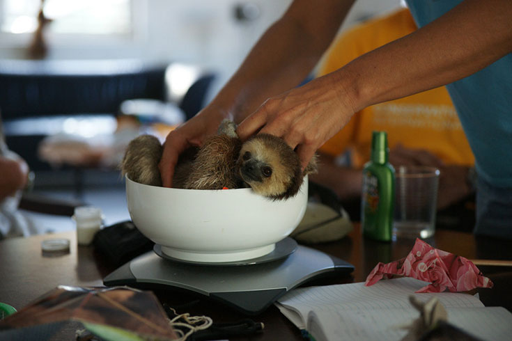 Cuteness Overload - 200 Sloth saved by Monique Pool (8)