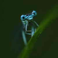 25 Colorful Hajdu Tamas Macro Photography for Inspiration