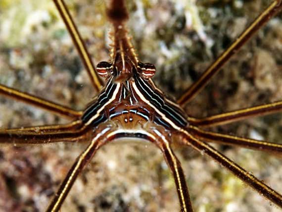 Today’s Picture of the day #7 Arrow Crab (Stenorhynchus seticornis)