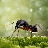 Miniature Wonderland – Creative Macro Photography Inspiration