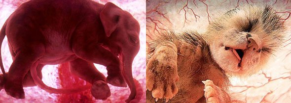 Extraordinary Life of Cute Animals in the Womb Photography