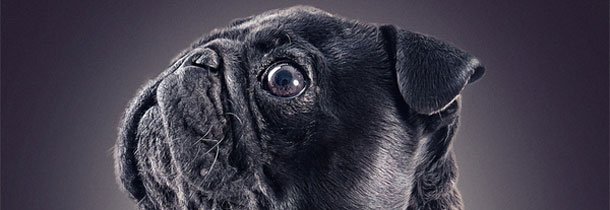 Portraits of Attitude Dogs – HD Photography Inspiration