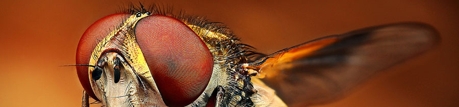 75+ Amazing Retina HD Macro Photography Of Bugs World