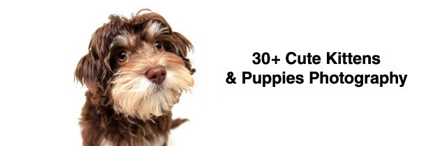 Adorable Kittens and Puppies Photography for Productivity