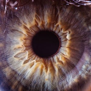 Award Winning Macro Photography of Animals and Human Eye