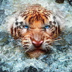 25 Brave Tiger Photography – Edge of Extinction