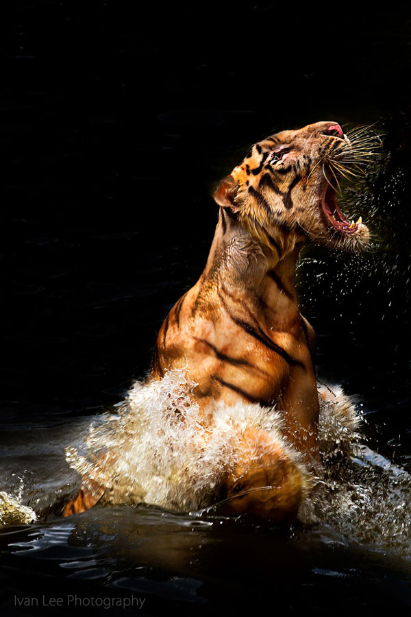 20 Brave Tiger Photography - Edge of Extinction