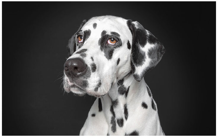 When Dogs Portraits like Human – Photography Inspiration
