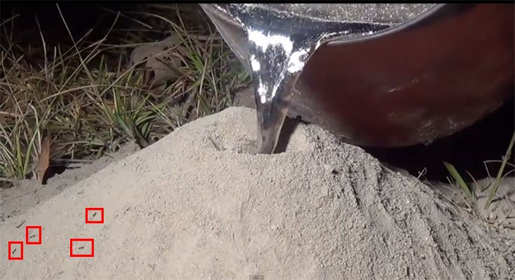 Ant Colony Aluminum Sculptures by Killing Ants - Not an Art ! 4 Ant Colony Aluminum Sculptures by Killing Ants – Not an Art (10)