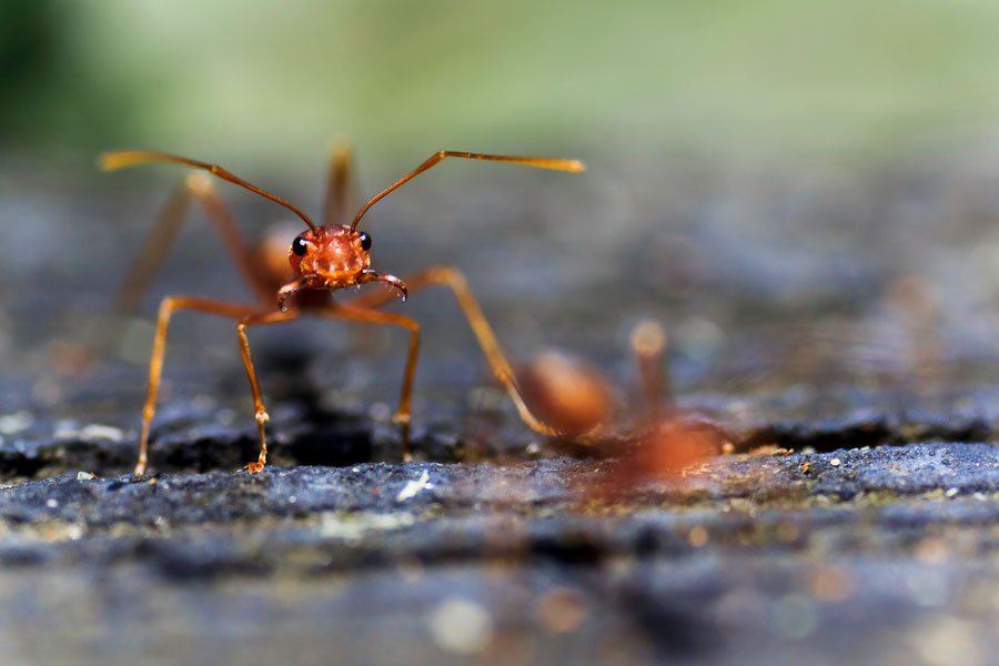 Ant Colony Aluminum Sculptures by Killing Ants - Not an Art ! 2 Ant Colony Aluminum Sculptures by Killing Ants – Not an Art