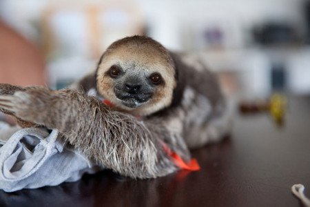 Woman who Saved and Living with 200 Sloth [Cuteness Overload]