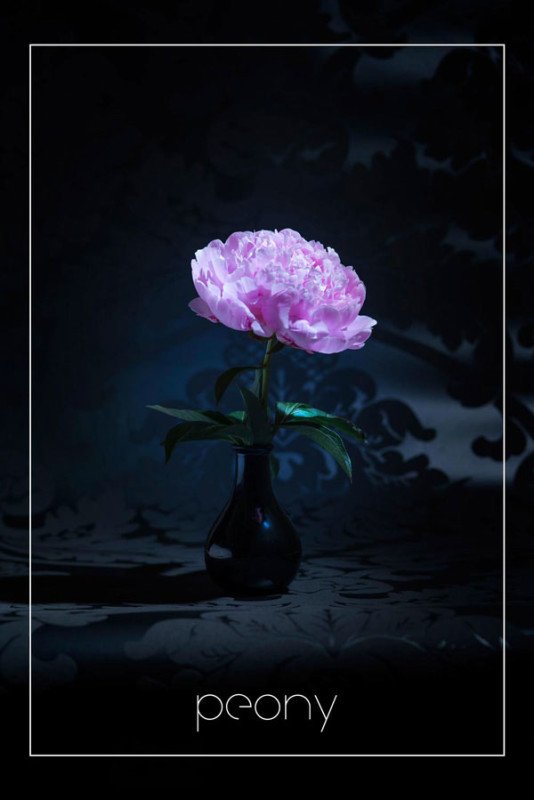 Fine Arts Photography Project Bond Between Human Peony AnimHuT fine-arts-photography-project-bond-between-human-peony-animhut